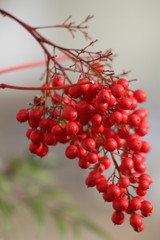 Red Berries