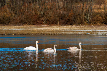 white swans on an autumn lake on a sunny day
