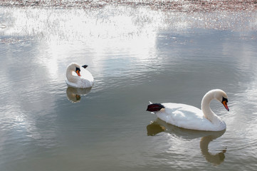 white swans on an autumn lake on a sunny day