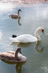 white swans on an autumn lake on a sunny day