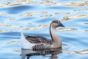 不思議な模様の中のシナガチョウ
