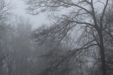 Obraz na płótnie Canvas Trees and Fog