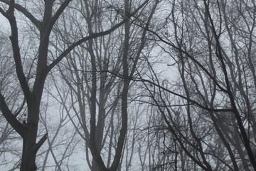 Trees and Fog