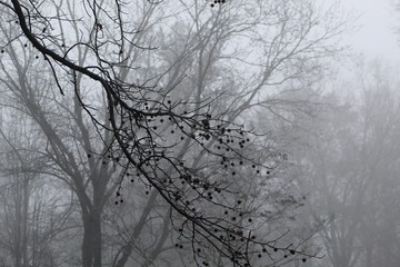 Obraz premium Trees and Fog