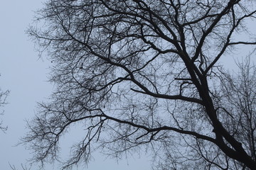 Trees and Fog