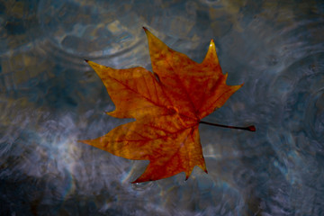 Herbstlaub im Wasser