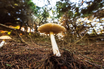 Close up of mushroom