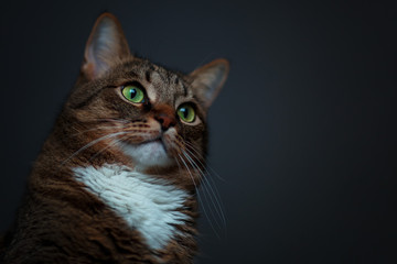 the head of a cat with a white tie on a dark gray background, taken in the light from the window