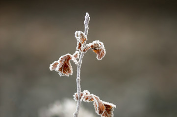 frozen branches and leaves in winter wonderland