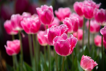 Fototapeta premium Selective focus of Delicate Dark pink Tulip flower field at a botanical garden in a spring season of Australia.