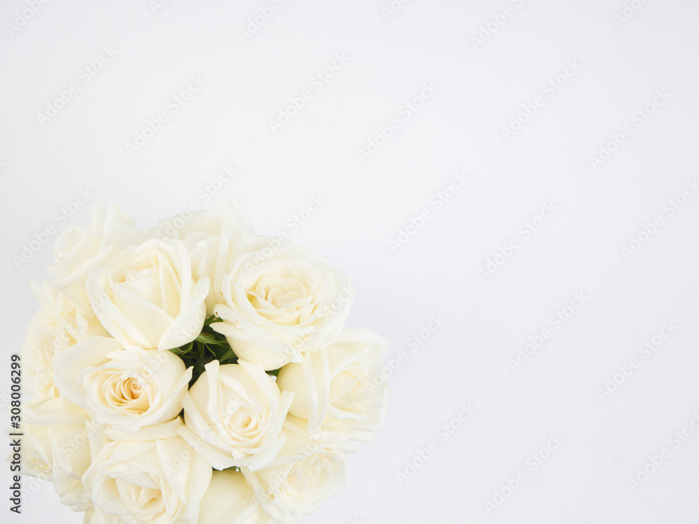 Wall mural white roses isolated on white background