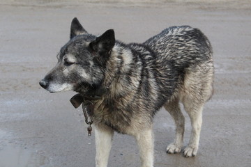 photo large dog similar to a wolf.the animal on the street freezing winter.wool white and of gray color of.on the neck collar.a man's friend is a guard.there is white snow on the ground.the season is 