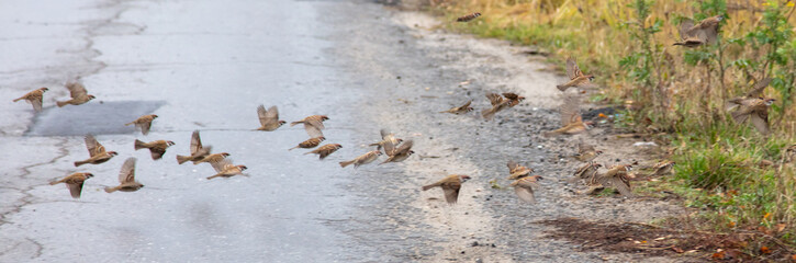 A flock of sparrows on an asphalt road