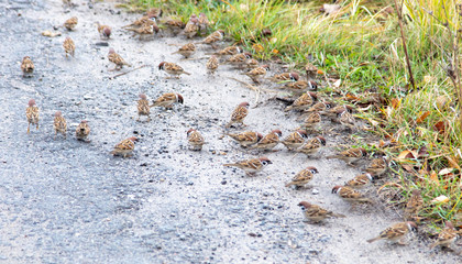 A flock of sparrows on an asphalt road