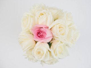 White roses isolated on white background