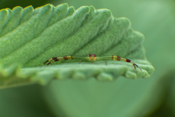 leg wide spider on leaf