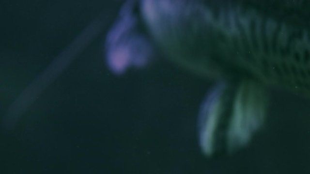 Spotted sorubim catfish (Pintado) details - swimming at night