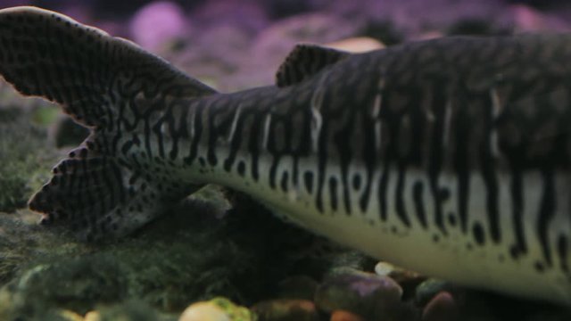 Spotted sorubim (Pintado) catfish: PAN close shot showing its whole body
