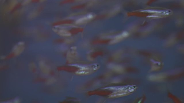 Neon tetra fish swim slowly in clear water