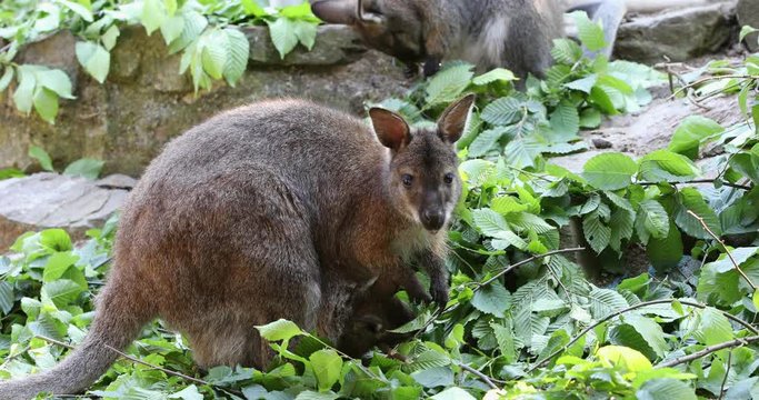 female of kangaroo with small baby in bag, cute Red necked Wallaby