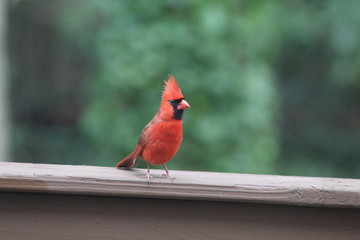 Perched Cardinal