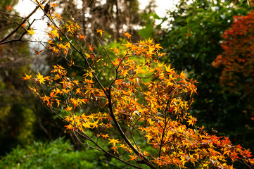 autumn leaves on tree