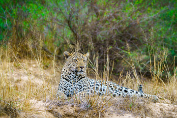 leopard in kruger national park, mpumalanga, south africa