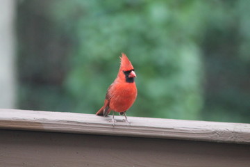Perched Cardinal