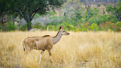 Naklejka na ściany i meble kudus in kruger national park, mpumalanga, south africa