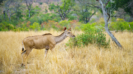 kudus in kruger national park, mpumalanga, south africa