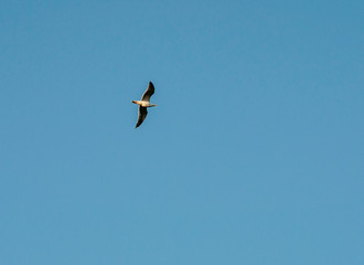 Gaviota en el cielo 