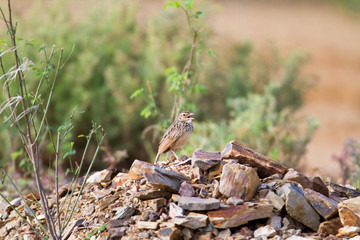 Horsfield's bush lark or Australasian Bushlark (Mirafra javanica), angle view, side shot, standing and explore on the rock near the sand in Leam Phak Bia, the lower central region of Thailand.