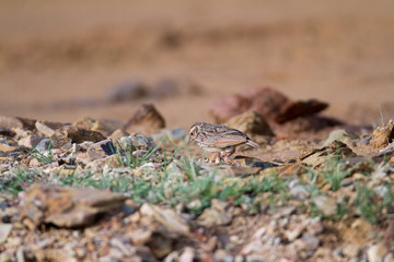 Horsfield's bush lark or Australasian Bushlark (Mirafra javanica), low angle view, side shot, standing and explore on the rock near the sand in Leam Phak Bia, the lower central region of Thailand.