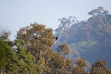 Both of Agile gibbon, also known as the black-handed gibbon (Hylobates agilis), high angle view, foraging on the fruit tree under the warm and beautiful morning sun in rainforest, south of Thailand.