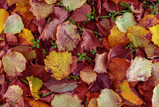 colorful fallen leaves of hazel tree in December view from above full frame image,autumn,fall season