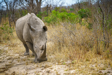 white rhino in kruger national park, mpumalanga, south africa