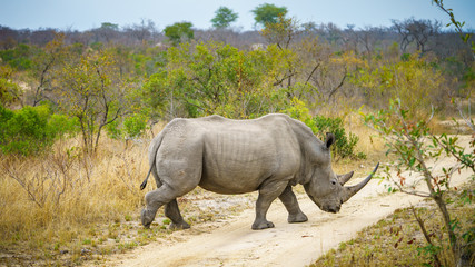 white rhino in kruger national park, mpumalanga, south africa