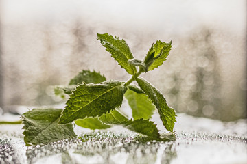 A sprig of fresh green mint on a blurry background with bokeh