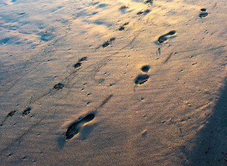 Looking down on wet sand, glowing in slanting evening light, a single line of human footprints and another line of pawprints from a dog. 
