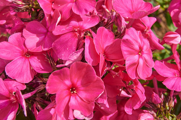 Pink and Purple Garden Phlox blooming close up
