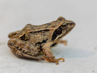 toad isolated on white background