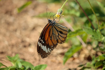 Butterfly with flowers with a blurred background.