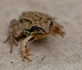 frog on white background