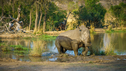 white rhino at a pond in kruger national park, mpumalanga, south africa 65