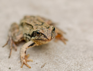 frog on black background