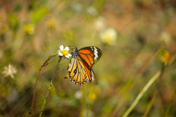 Butterfly with flowers with a blurred background.