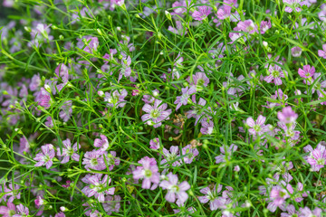 Blooming purple flower with dewdrops and green leaves，Cuphea hookeriana Walp.