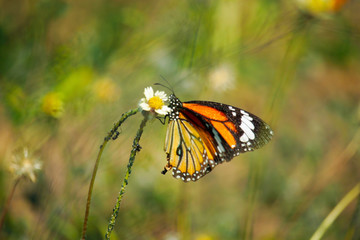 Butterfly with flowers with a blurred background.