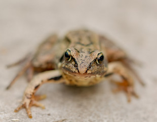 frog on black background