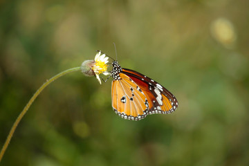 Butterfly with flowers with a blurred background.